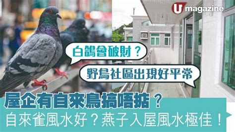 燕子入屋|屋企有自來鳥搞唔掂？自來雀風水好？燕子入屋風水極。